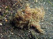Hairy frogfish, Lembeh dive sites. Sulawesi, Indon�sie.