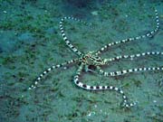 Mimic octopus, Lembeh dive sites. Sulawesi, Indon�sie.