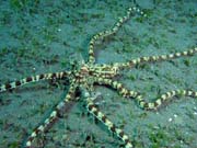 Mimic octopus, Lembeh dive sites. Sulawesi, Indon�sie.