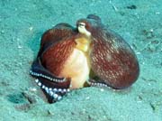 Coconut octopus, Lembeh dive sites. Sulawesi, Indon�sie.
