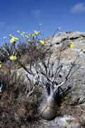 Slon� tlapa, l'Isalo N�rodn� park. Madagaskar.