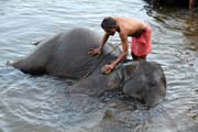 Slon� koupel ve vesnici Kodanad bl�zko m�sta Kochi, Kerala. Indie.