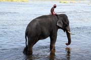 Slon� koupel ve vesnici Kodanad bl�zko m�sta Kochi, Kerala. Indie.