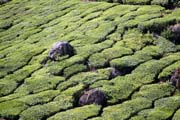 �ajov� plant�e v okol� m�sta Munnar, Kerala. Indie.