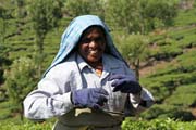 Sb�ra�ka �aje. �ajov� plant�e v okol� m�sta Munnar, Kerala. Indie.