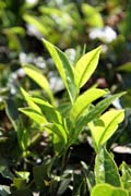 A toto je �aj. Rostlina �aje, �ajov� plant�e v okol� m�sta Munnar, Kerala. Indie.