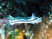 Naho��br� pl� (nudibranch). Raja Ampat. Papua, Indon�sie.