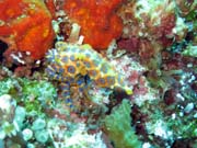 Chobotnice s modr�mi krou�ky (Blue-ringed octopus). Raja Ampat. Papua, Indon�sie.