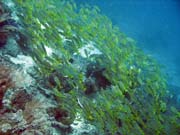 Hejno snapper� (Yellow snapper). Raja Ampat. Papua, Indon�sie.
