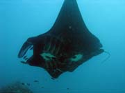 Rejnok manta (Manta obrovsk�, Manta ray). Lokalita Manta Point, Raja Ampat. Papua, Indon�sie.