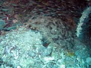 �ralok Wobbegong (Wobbegong shark). Raja Ampat. Papua, Indon�sie.