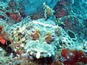 Krokod�l� ryba (Crocodilefish). Raja Ampat. Papua, Indon�sie.