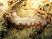 Mo�sk� �erv (flatworm). Raja Ampat. Papua, Indon�sie.