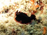 Mo�sk� �erv (flatworm). Raja Ampat. Papua, Indon�sie.