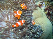 Sasanka s klauny (Anemone and clownfishes). Raja Ampat. Papua, Indon�sie.