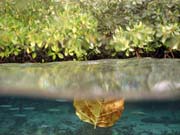 Mangrovn�ci (Mangroves). Lokalita The Passage, Raja Ampat. Papua, Indon�sie.