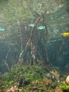 Mangrovn�ci (Mangroves). Lokalita The Passage, Raja Ampat. Papua, Indon�sie.