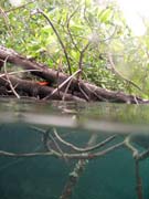 Mangrovn�ci (Mangroves). Lokalita The Passage, Raja Ampat. Papua, Indon�sie.