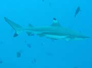 �tesov� �ralok (Blacktip reef shark). Raja Ampat. Papua, Indon�sie.