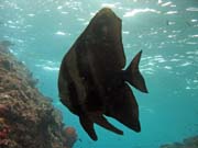 Juvenile Batfish. Raja Ampat. Papua, Indon�sie.