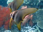 Juvenile Batfish. Raja Ampat. Papua, Indon�sie.
