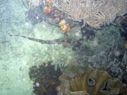 Bambusov� �ralok, (Whitespotted bamboo shark). Lokalita Mike's Point, Raja Ampat. Papua, Indon�sie.