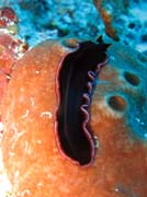Mo�sk� �erv (flatworm). Raja Ampat. Papua, Indon�sie.