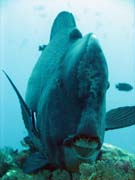 Zelen� ploskozubec - Green humphead parrotfish (bumphead parrotfish). Raja Ampat. Papua, Indon�sie.