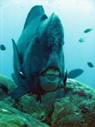 Zelen� ploskozubec - Green humphead parrotfish (bumphead parrotfish). Raja Ampat. Papua, Indon�sie.