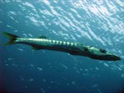 Barakuda (Barracuda). Raja Ampat. Papua, Indon�sie.