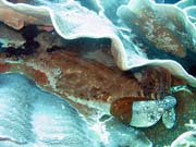 �ralok Wobbegong (Wobbegong shark). Raja Ampat. Papua, Indon�sie.