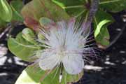 Kv�tina, ostrov Ile Sainte Marie. Madagaskar.