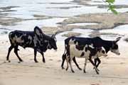 Zebu - typ domac�ho buvola, kter� je k vid�n� na cel�m Madagaskaru. Madagaskar.