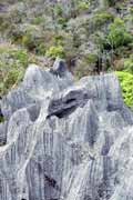 Mal� Tsingy, l'Ankarana N�rodn� park. Madagaskar.