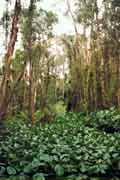 Rung Tram forest - zb�vaj�c� d�ungle v oblasti Mekong delty. Vietnam.