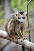 Crowned lemura, l'Ankarana N�rodn� park. Madagaskar.