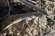 Je�t�rka, oblast �eky Tsiribihina. Madagaskar.