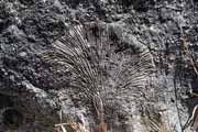Zkamen�lina, Tsingy de Bemaraha N�rodn� park. Madagaskar.