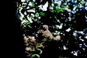 No�n� lemura, Tsingy de Bemaraha N�rodn� park. Madagaskar.
