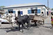 Lok�ln� povoz ta�en� zebu, Morondava. Madagaskar.