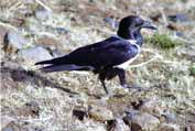 Havran v Simiensk�ch hor�ch. Etiopie.